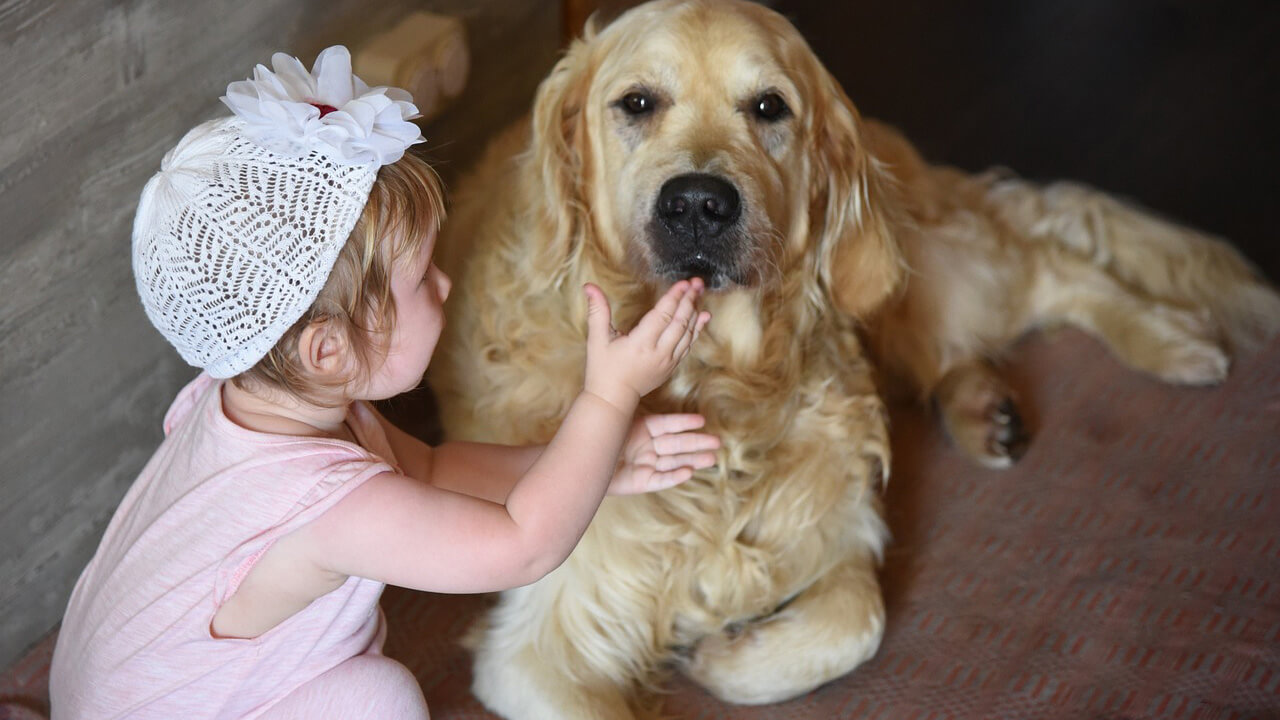 犬を気遣う幼児